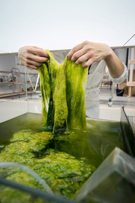 Bio Art, Green Algae, Sustainable Art, Sustainable Textiles, Design Master, London Design, Dutch Design, Green Hair, Sustainable Materials