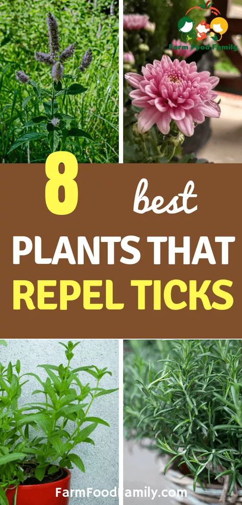 Natural Tick Repellents: 8 Plants That Repel Ticks For Humans & Kids Natural Tick Repellent, Insect Repellent Plants, Plants That Repel Bugs, Mosquito Plants, Tick Repellent, Mosquito Repelling Plants, Natural Insect Repellant, Insect Repellent, Cool Plants