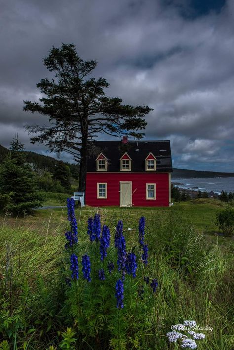 Tors Cove, Newfoundland & Labrador, Canada Nova Scotia Lighthouses, Arctic Landscape, Labrador Canada, East Coast Beaches, Newfoundland Canada, Boreal Forest, Quaint Village, Newfoundland And Labrador, Cute House