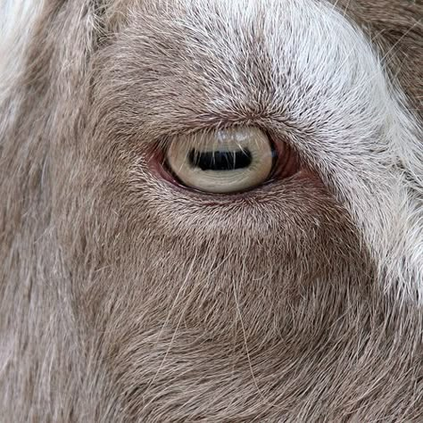 I love goats' eyes. They are nifty. Goat Eyes, Eye Scream, Eye Close Up, The Adventure Zone, Goat Farming, Cool Eyes, Beautiful Eyes, Animal Kingdom, Animal Drawings