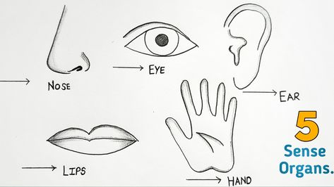 https://www.youtube.com/watch?v=dhHTGKtu6Yo Sense Organs Drawing, 5 Sense Organs, Organs Drawing, Sense Organs, To Draw, Step By Step, Sense, Human, Drawings