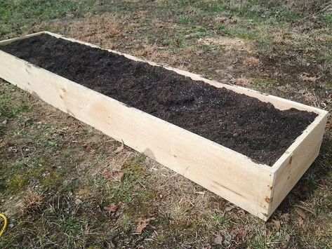 How to Plant Asparagus in a Raised Bed How To Plant Asparagus, Plant Asparagus, Asparagus Garden, Raised Bed Garden Layout, Tomato Planter, Asparagus Plant, Growing Asparagus, Raised Vegetable Gardens, Garden Boxes Raised