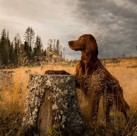 Scout Red Dogs, Irish Red Setter, Red And White Setter, Red Coats, Irish Setter Dogs, Spaniel Art, Irish Setters, Most Beautiful Dogs, German Shorthair