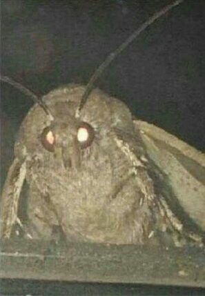 Meme Template, Moth, Lamps, Memes, Funny