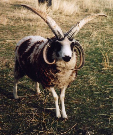 The Jacob sheep is a rare breed of small, piebald (colored with white spots) sheep. Jacobs may have from two to six horns, but most commonly have four. The most common color is black and white. Jacobs are usually raised for their wool, meat, and hides. They are also kept as pets and ornamental animals, and have been used as guard animals to protect farm property from theft or vandalism and defend other livestock against predators. Jacob Sheep, Animals With Horns, Female Goat, Sheep Breeds, Wild Dogs, Animals Of The World, Creature Design, Larp, Animal Kingdom