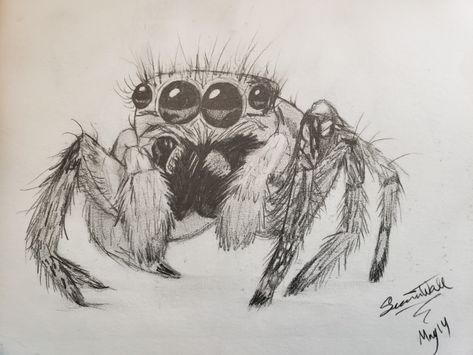 Sketch Jumping Spider Drawing, Jumping Spider Tattoo, Insects Drawings, Spider Eating, Animals Sketch, Spider Drawing, Pencil Inspiration, Gcse Art Sketchbook, Spider Tattoo