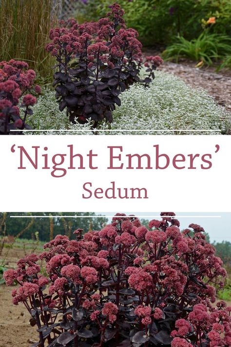 This late season bloomer can be admired for its strictly upright habit of dark black-purple, semi-glossy succulent leaves. Small clusters of light mauve pink flowers are produced on deep red stems, the perfect accent color to the darkly colored foliage. Flowers are produced on the top half of this tall Stonecrop, with no lodging. Hydrangea Colors Shades, Tall Flower Garden, Night Embers Sedum, Black Plants Garden, Goth Garden Plants, Goth Landscaping, Gothic Landscaping, Gothic Garden Decor, Goth Garden Aesthetic