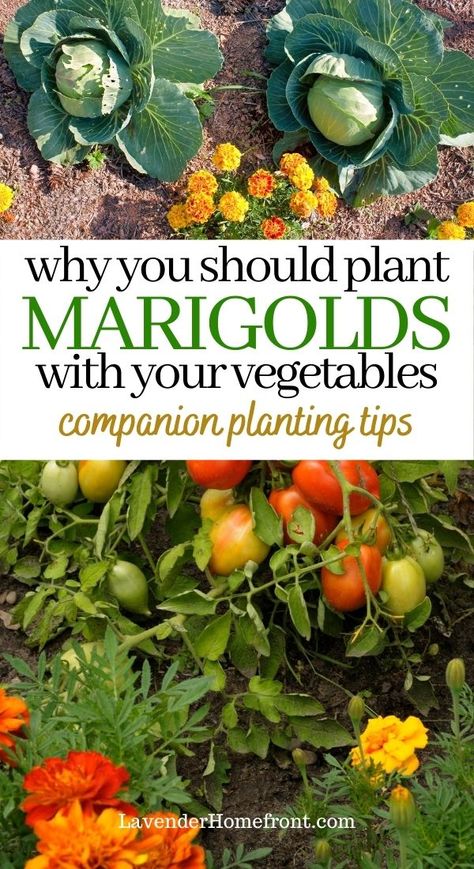 Vegetable Garden Inspiration Backyards, Tips For Planting Vegetable Garden, Marigold Vegetable Garden, What To Plant In Garden Beds, Vegetable Garden Beautiful, Marigold In Vegetable Garden, Garden Food Recipes, What To Plant In Vegetable Garden, Where To Plant Veggies In Garden