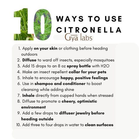 citronella essential oil uses Citronella Oil Uses, Citronella Plant, Citronella Essential Oil, Cypress Essential Oil, Thyme Essential Oil, Plant Benefits, Citronella Oil, Diy Cleaning Solution, Essential Oil Benefits