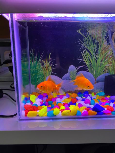 Baddie Room, Goldfish Aquarium, Pet Goldfish, Glow Fish, Fish Tank Themes, Goldfish Tank, Fish Tank Terrarium, Cool Fish Tanks, Mini Aquarium