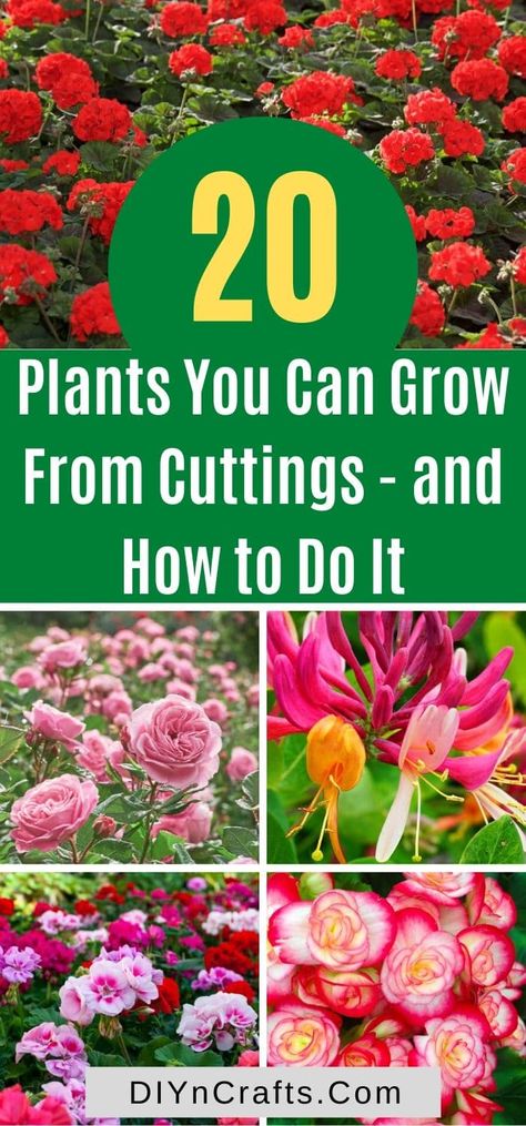 Save money and grow these brilliant plants and flowers from cuttings easily. With instructions and expert tips! Check them out now. Grow From Cuttings, Plant Stand Indoor, New Roots, Free Plants, Easy Plants, Plant Cuttings, Replant, Plants And Flowers, Patio Decorating Ideas