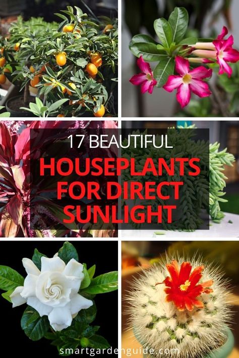 Plants That Like Sun, Plant Goddess, Sunlight Plants, Inside Gardening, Beautiful Houseplants, Houseplants Decor, Veggie Gardens, Indoor Flowering Plants, Black Thumb