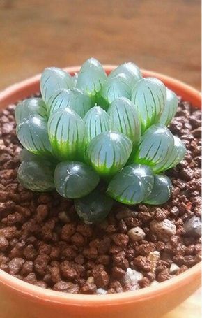 Kaktus Dan Sukulen, نباتات منزلية, Growing Succulents, Succulent Gardening, Unusual Plants, Plants Succulents, Unique Plants, Cactus Succulents, Succulent Garden