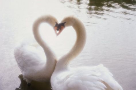 Romantic Animals, You Are My Moon, Fire And Blood, Cocoppa Wallpaper, Mazzy Star, Swan Song, White Swan, Perfect Love, Swan Lake