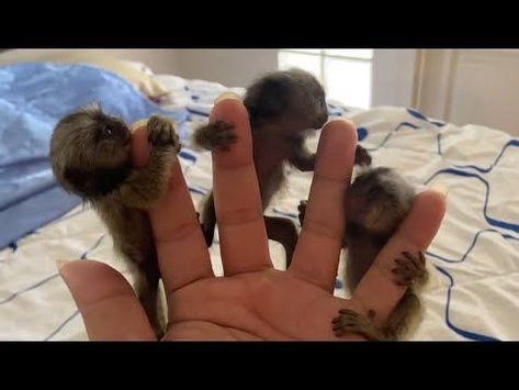 Finger Monkey For Sale, Monkeys For Sale, Finger Monkey, Pygmy Marmoset, Marmoset Monkey, Baby Monkeys, Pet Monkey, Cute Monkey