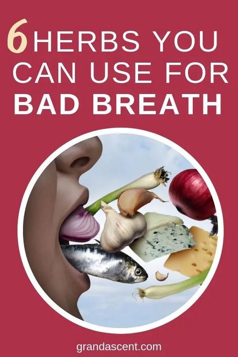 Stop bad breath in its tracks with the help of these 6 herbs. #halitosis #badbreath #sweetsmellingbreath #freshbreath #healthy #herbs Chronic Bad Breath, Causes Of Bad Breath, Bad Breath Remedy, Sage Tea, Small Intestine Bacterial Overgrowth, Persistent Cough, Healthy Herbs, Natural Home Remedies, Herbal Tea