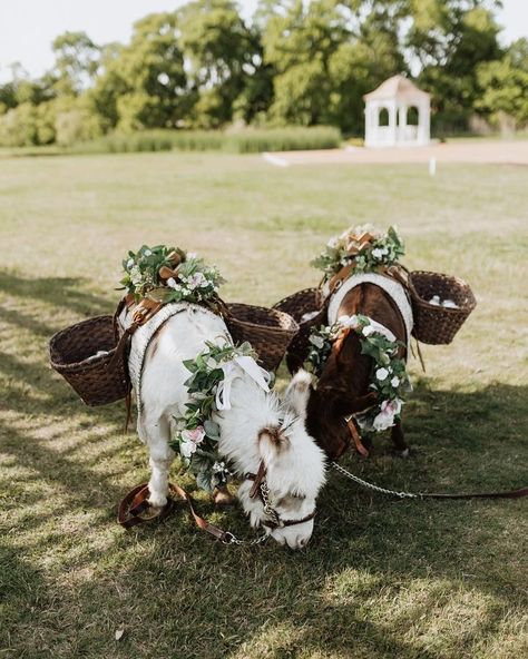 Cows At Weddings, Cow Proposal Ideas, Mechanical Bull Wedding, Cow Photography, Mechanical Bull, Mini Cows, City Farm, Future Wedding Plans, Big City