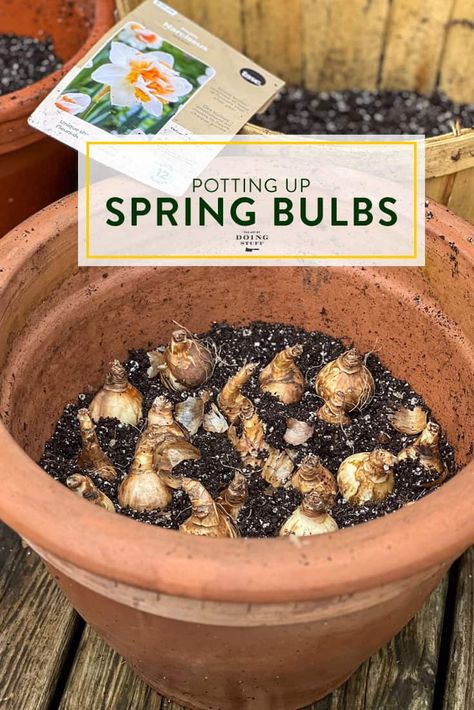 Pot Your Tulips Up Now Planting Bulbs In Pots, How To Plant Tulips, Tulips In Pots, When To Plant Tulips, Plant Tulips, Planting Tulip Bulbs, Halloween Apples, Planting Tulips, Apple Head