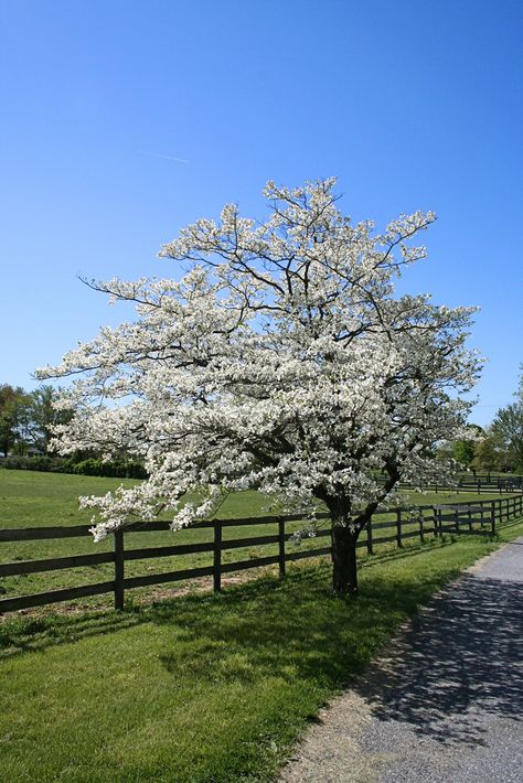 Since they grow only 15 to 30 feet tall, there is room for a dogwood tree in almost any landscape. They seldom need pruning, but when the need does arise, correct dogwood tree pruning is important. Learn more here. Dogwood Tree Landscaping, White Flowering Trees, Dogwood Tree, Tree Pruning, Dogwood Trees, Garden Shrubs, Green Lawn, Deciduous Trees, Landscape Trees