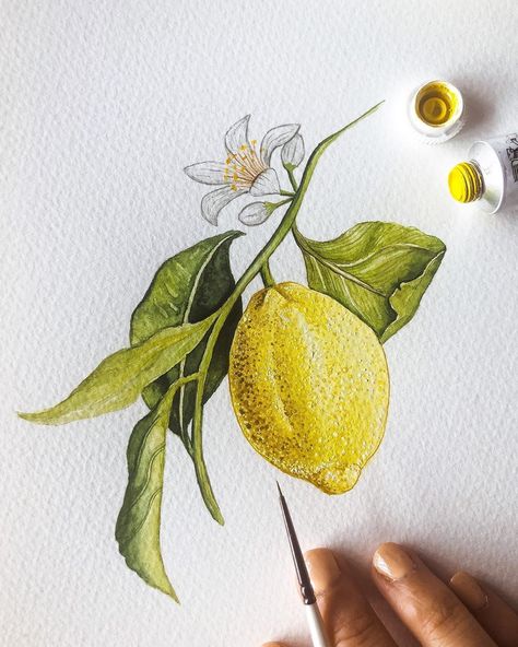 Shannon Casey on Instagram: “Finishing up this beauty 🍋 . . . . #lemonpainting #lemons #lemonillustration #painting #botanicalart #floralart #illustrationartists…” Fruit Paintings, Lemon Watercolor, Lemon Painting, Lemon Flowers, Watercolor Postcard, Lemon Blossoms, Watercolor Painting Techniques, Cute Paintings, Fruit Painting