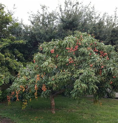 Little Lychee tree Lychee Plant, Eatable Garden, Plant Fruit Trees, Garden Reference, Backyard Orchard, Lychee Tree, Cute Plants, Flower Garden Plans, Growing Fruit Trees