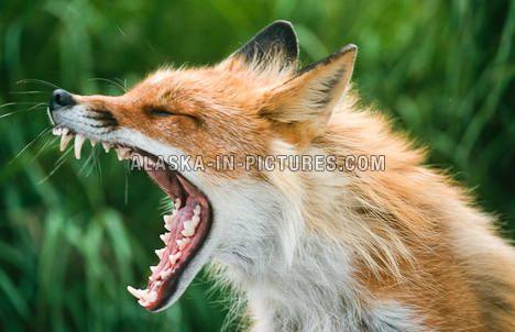 Fox Fox Mouth Open, Character Movement, Fox Therian, Vulpes Vulpes, Fabulous Fox, Fox Drawing, Globe Travel, Really Cute Puppies, Canine Art