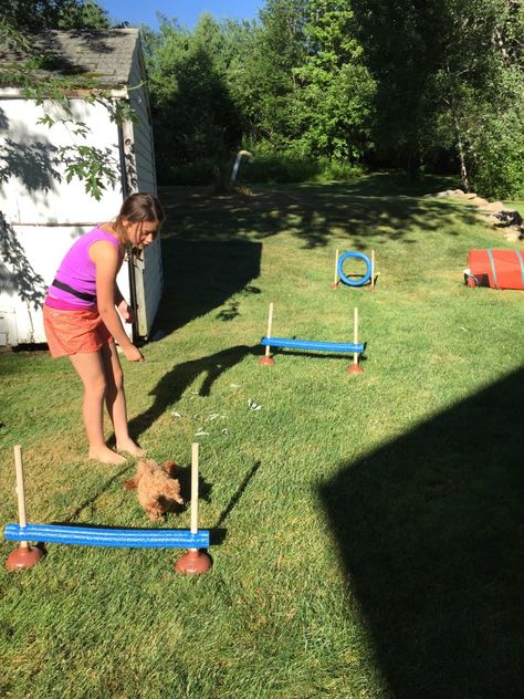 Dollar Store Agility Equipment - Liberty Hill House Small Dog Agility Course Diy, Homemade Agility Course For Dogs, Diy Dog Obstacle Course, Dog Course, Dog Agility Diy, Dog Agility Course Diy, Dog Backyard, Dog Agility Course, Dog Training Equipment