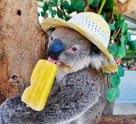 Because they think a tree is an appropriate place to eat a popsicle. | 20 Reasons Koalas Are Utterly Ridiculous Funny Koala, The Wombats, Baby Koala, Koala Baby, Cuddly Animals, Australian Animals, Animal Planet, Koala Bear, Animal Photo