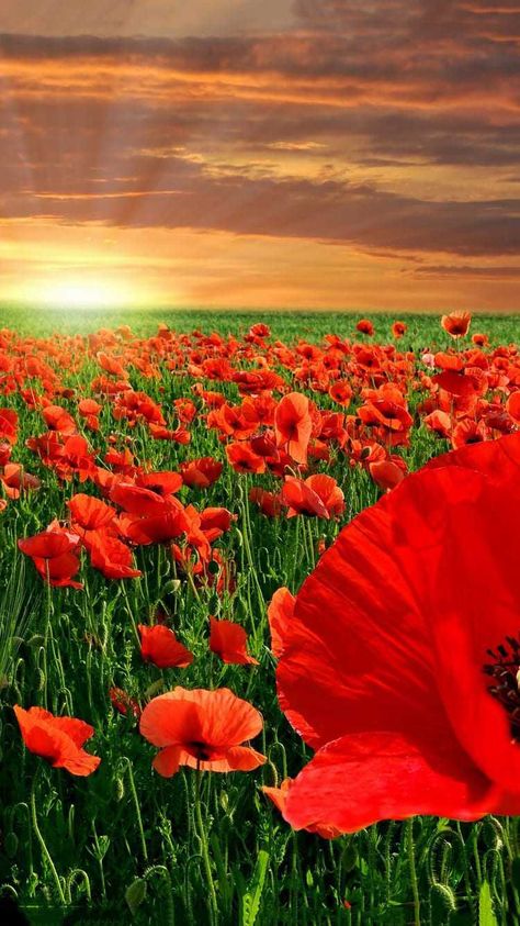 Remembrance Day Wallpaper Discover more Lest We Forget, Memorial Day, Military, November 11, Poppy wallpaper. https://www.ixpap.com/remembrance-day-wallpaper-19/ Remembrance Day Wallpaper, Remembrance Day Art, Poppy Wallpaper, Field Wallpaper, Day Wallpaper, Sun Shining, Flower Nature, Poppy Field, Remembrance Day