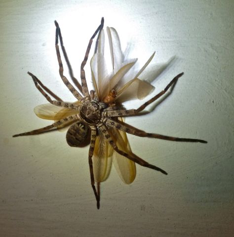 The Australian "Giant Huntsman" Spider. Trying To Get Din Din Giant Huntsman Spider, Huntsman Spider, Garden Spider, Large Spiders, Creepy Spider, Pet Organization, A Bug's Life, Baby Sloth, Creepy Crawlies