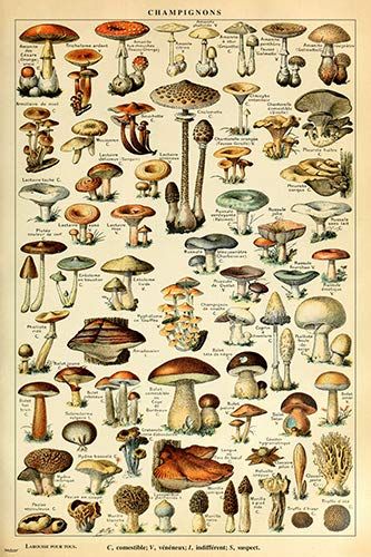 Mushroom Diagram, Adolphe Millot, Mushroom Poster, Collage Mural, Diagram Chart, Vintage Mushroom, Nature Posters, Mushroom Art, Drawing Prints