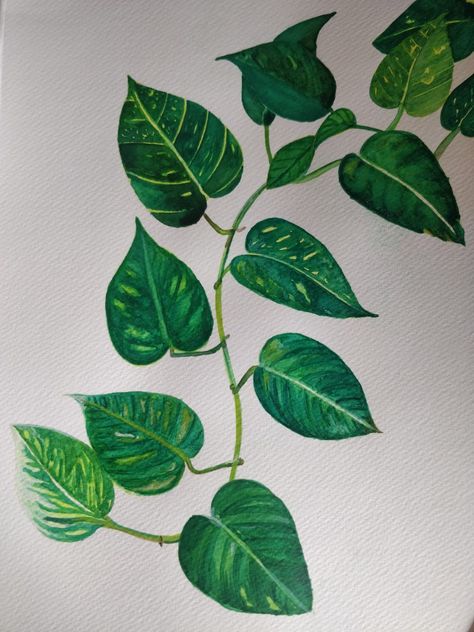 Pothos plant in watercolor, house plants Vine Watercolor Paintings, Leafy Plant Drawing, Vine Plant Drawing, Pothos Line Art, Plant Drawing Watercolor, Pothos Vine Drawing, Pothos Plant Painting, Pothos Painting Acrylic, Pathos Plant Drawing