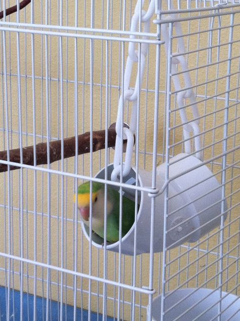 Dutch Blue, Goldie Budgie Food, Conure Toys, Big Bird Cage, Homemade Bird Toys, Parakeet Care, Cockatiel Toys, Diy Bird Cage, Budgie Toys, Parakeet Toys