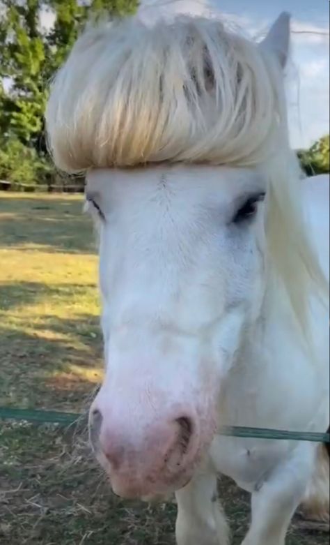 white blonde horse with a fringe / bangs pony Funny Horses Pictures, Blond Horse, Horse Pfp, Blonde Horse, Horse Hairstyles, Horse Meme, Miniature Ponies, Funny Horse Pictures, Bangs Hairstyle