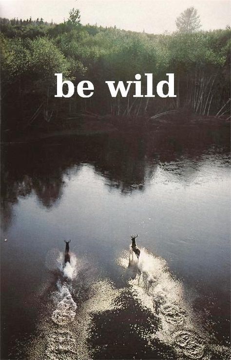 8.15 pinterest be wild Oh Deer, To Infinity And Beyond, Skagen, Wild And Free, Two People, In The Woods, Beautiful World, Animal Kingdom, The Great Outdoors