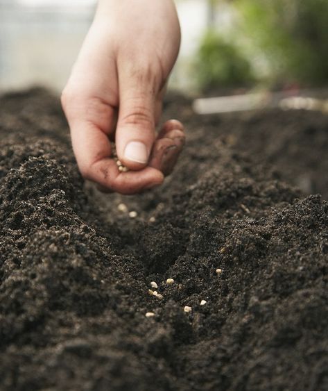 Farming Photo, Lasagna Gardening, Canned Fruits, Biennial Plants, Veggie Snacks, Sunflower Garden, Garden Salad, Summer Vegetable, Actor Picture