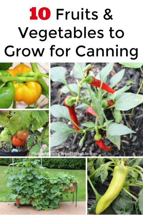 Mini Homestead, Canning Garden, Easy Gardening Ideas, How To Grow Herbs, How To Grow Plants, Canning Fruit, Gardening Tricks, Delicious Veggies, Farmers Market Recipes