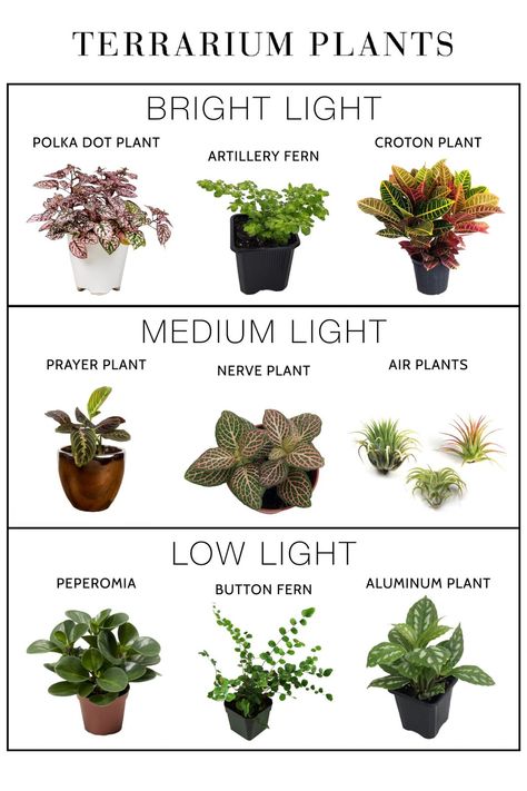 Closed Terrarium Plants, Easy Houseplants, Taman Diy, Diy Succulent Terrarium, Tanaman Indoor, Deco Nature, Inside Plants, Growing Plants Indoors, Modern Hallway