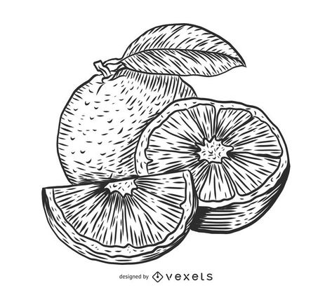 Orange sketch drawing #AD , #Aff, #affiliate, #drawing, #sketch, #Orange Orange Slice Sketch, Orange Sketch Drawing, Orange Line Drawing, Orange Fruit Drawing, Oranges Drawing, Orange Fruit Art, Orange Sketch, Orange Line Art, Orange Drawing