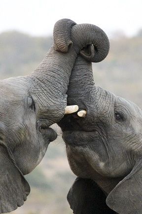 Animal Psychology, Regnul Animal, Elephants Never Forget, Baby Elephants, Save The Elephants, Elephant Love, African Elephant, Animal Planet, The Animals