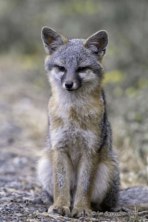 Grey Fox Animal, Grey Fox Aesthetic, Grey Fox Therian, Fox Therian, Fox Aesthetic, Funny Horse Pictures, Animal Meanings, Laurel Tree, Foxes Photography