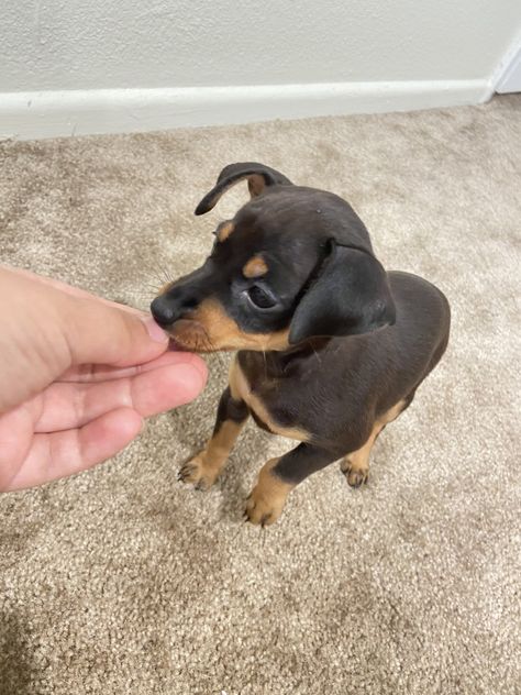 Miniature Pinscher Puppies For Sale | Pasadena, CA Miniature Pinscher Puppy, Tan Girl, Black Lab Mix, Belgian Shepherd, Min Pin, Miniature Pinscher, Belgian Malinois, Puppy Breeds, Pet Puppy