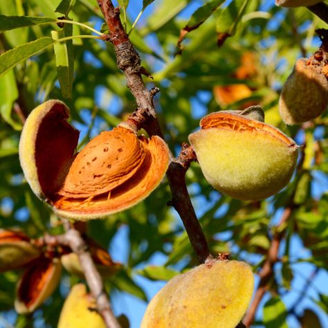 Almond Seed, Tattoo Plant, Almond Tree, Simple Nutrition, Exotic Fruit, Small Trees, Trees And Shrubs, Korn, Nutrition Tips