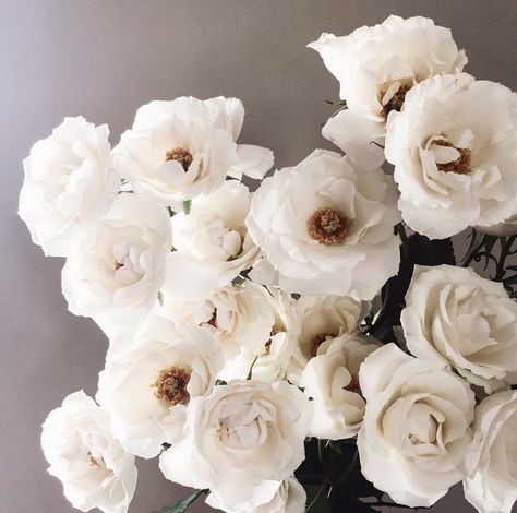 //White majolica spray flower may...be my new fav #flowers White Majolica Spray Roses, Majolica Spray Rose, Majolica Rose, White Spray Rose, White Spray Roses, Burgundy Dahlia, Flower Spray, Spray Roses, White Gardens