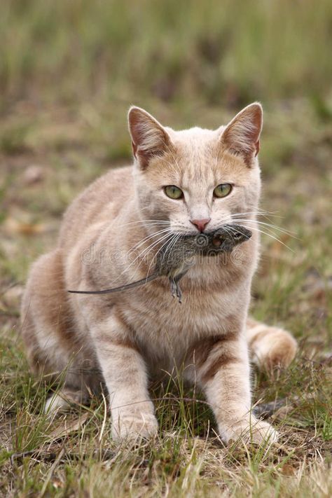 Cat With Mouse, Warrior Poses, Cat Hunting, Harvest Mice, Catching Mice, Cat Poses, Cat References, Battle Cats, Photography Names