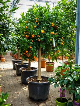 Calamondin Orange Tree Lemon Tree From Seed, Trees In Pots, Kumquat Tree, Citrus Garden, Winter Vegetables Gardening, Orange Trees, Indoor Vegetable Gardening, Indoor Trees, Balcony Plants