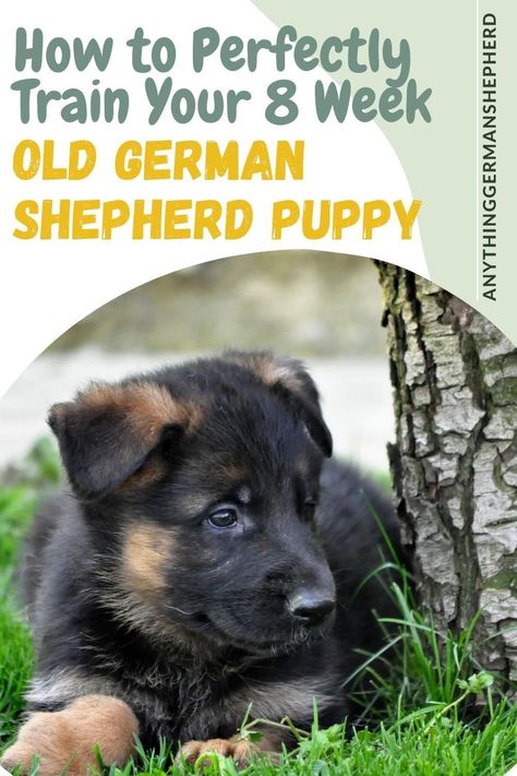 German Shepherd Puppy Training, German Shepard Training, German Shepherd Toys, Gsd Training, German Shepherd Puppies Training, Baby German Shepherds, Old German Shepherd, German Shepherd Training, Dog Training School