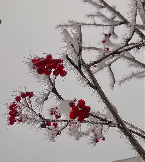 Christmas Aesthetic White And Red, Red White Christmas Aesthetic, Red Berry Aesthetic, Christmas Red And White Aesthetic, Red And White Aesthetic Christmas, White And Red Christmas Aesthetic, Red Snow Aesthetic, Red And White Icons Aesthetic, Winter Red Aesthetic