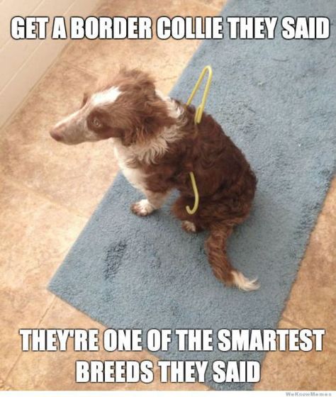 Laughter Pictures, Pretty Puppy, Animal Fun, Bad Memes, Funny Pets, Funny Dog Memes, Lovely Animals, Man Stuff, Border Collies