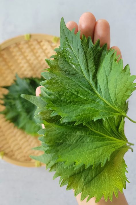 Green Shiso (Perilla Leaves) - Plant-Based Matters Farming Aesthetic, Perilla Leaves, Herbal Leaves, Japanese Dumplings, Japanese Grocery, Nigiri Sushi, Cold Noodles, Sushi Recipes, Sushi Restaurants